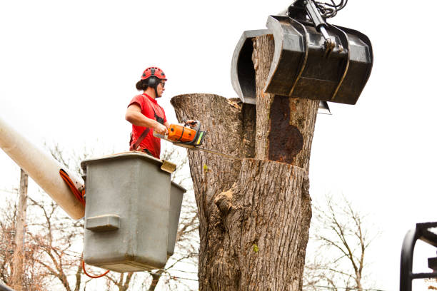 Best Tree Removal  in Bryan, TX